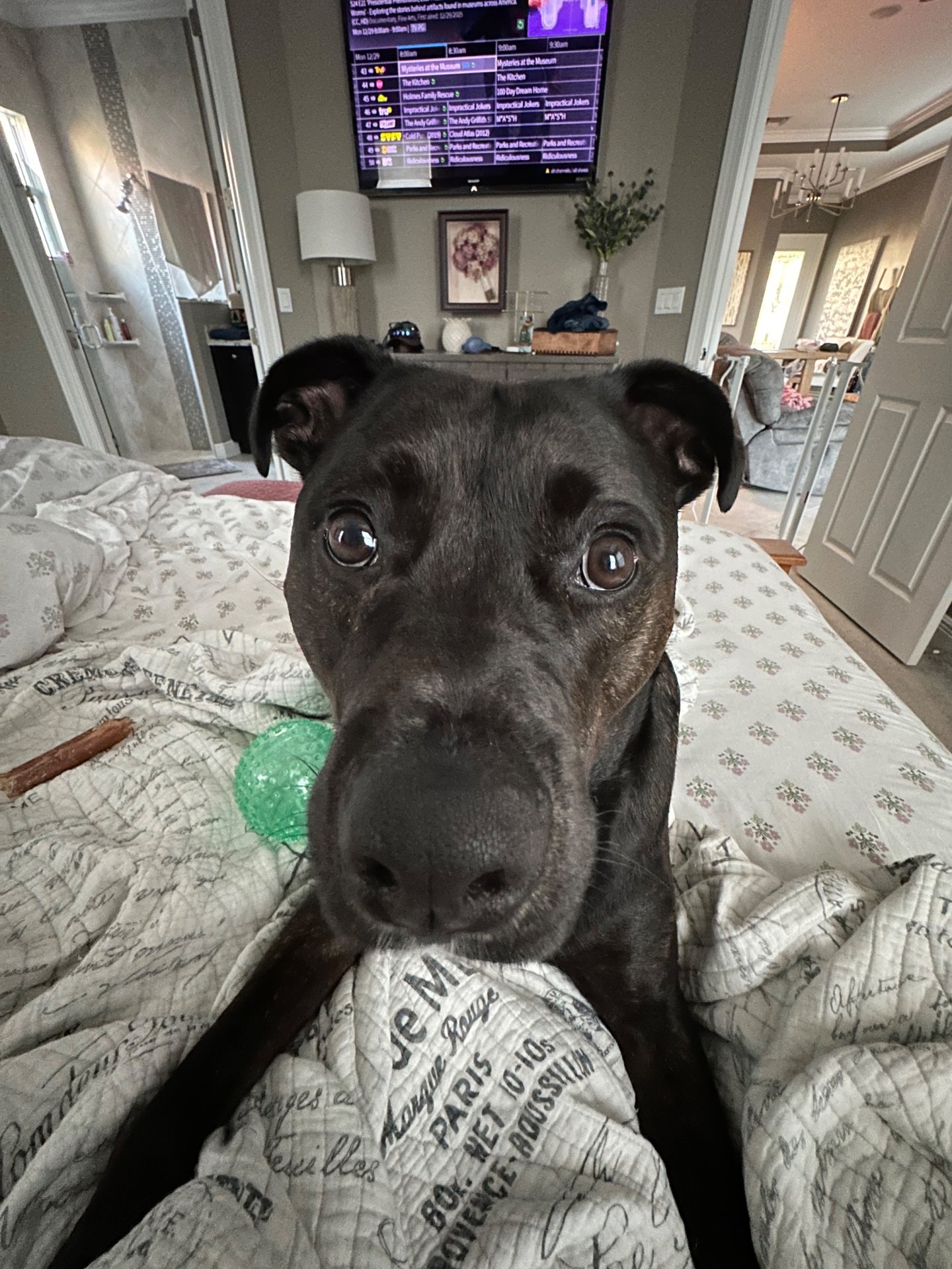 🐾 Obi’s Glow‑Up Story 🐾