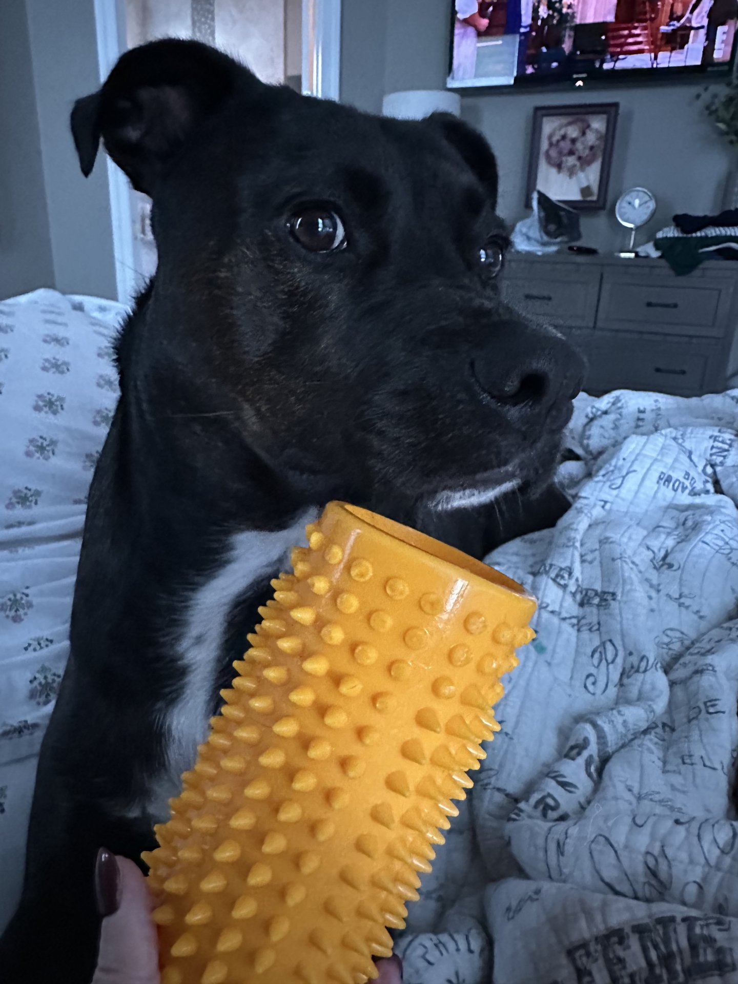 🐾 Obi’s Glow‑Up Story 🐾