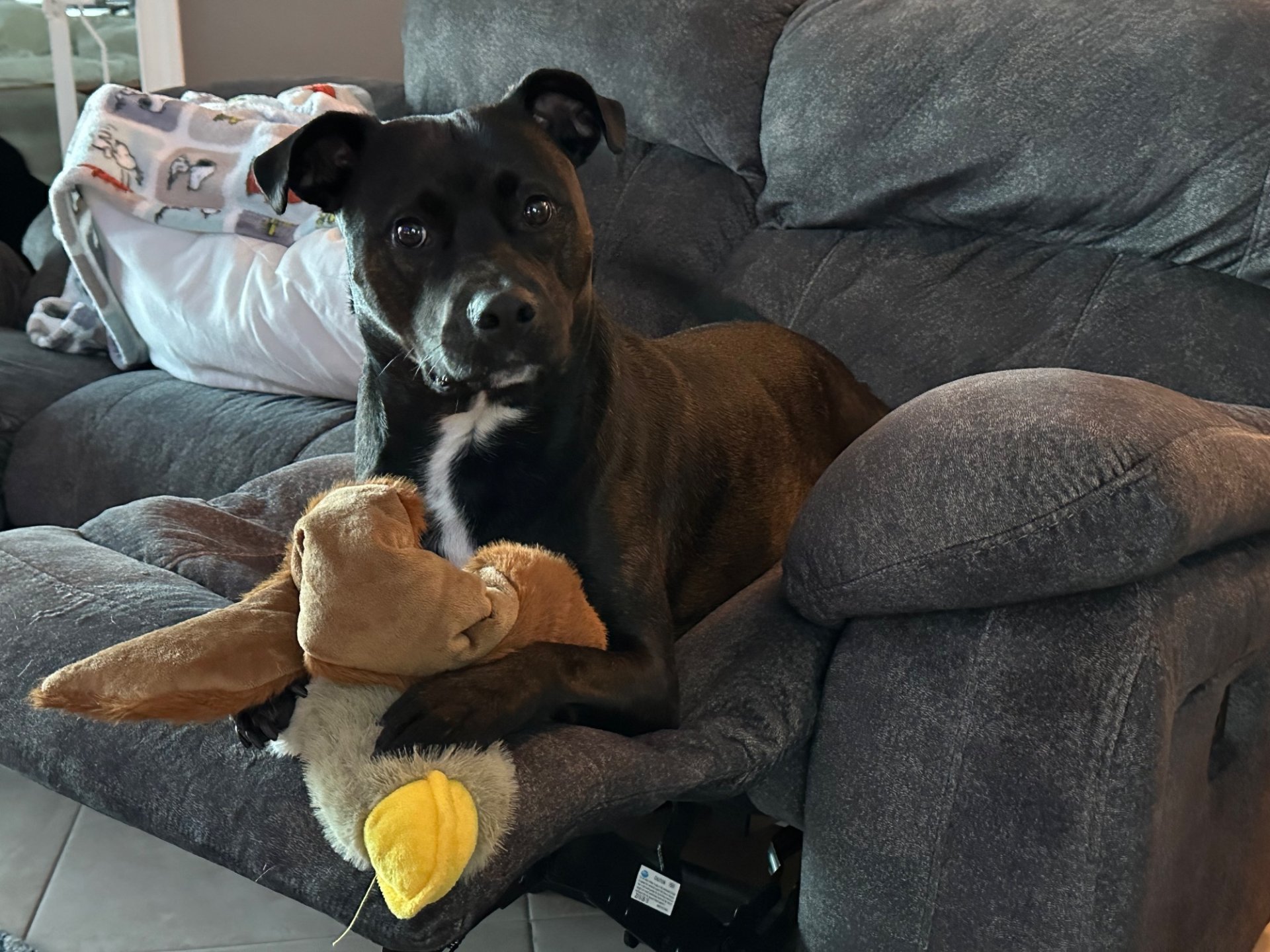 🐾 Obi’s Glow‑Up Story 🐾