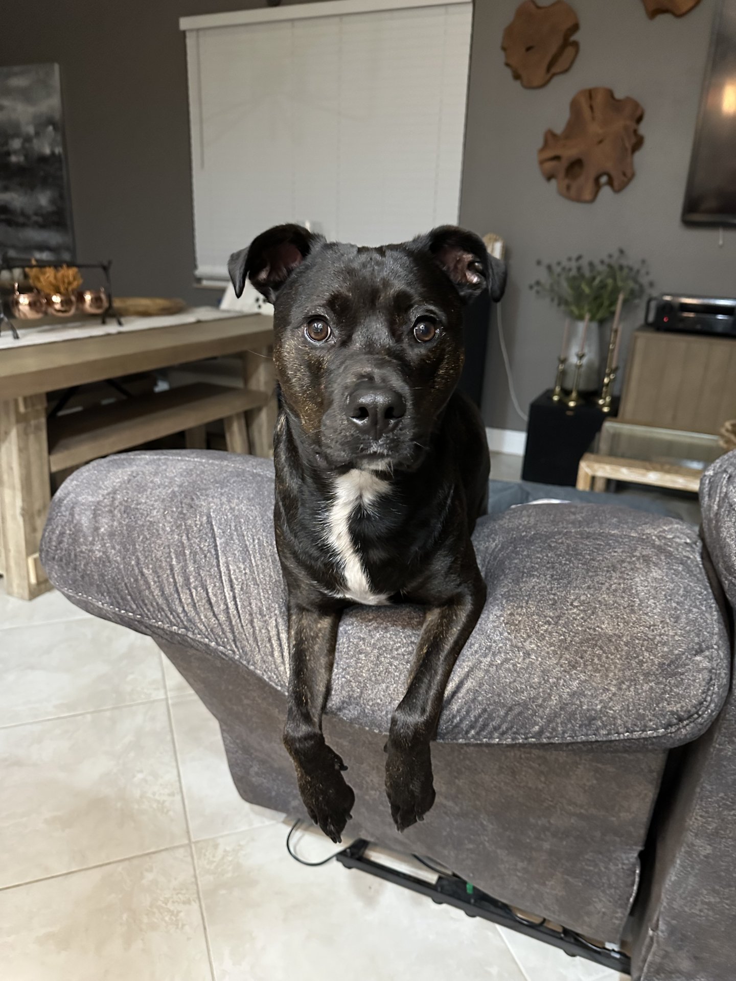 🐾 Obi’s Glow‑Up Story 🐾