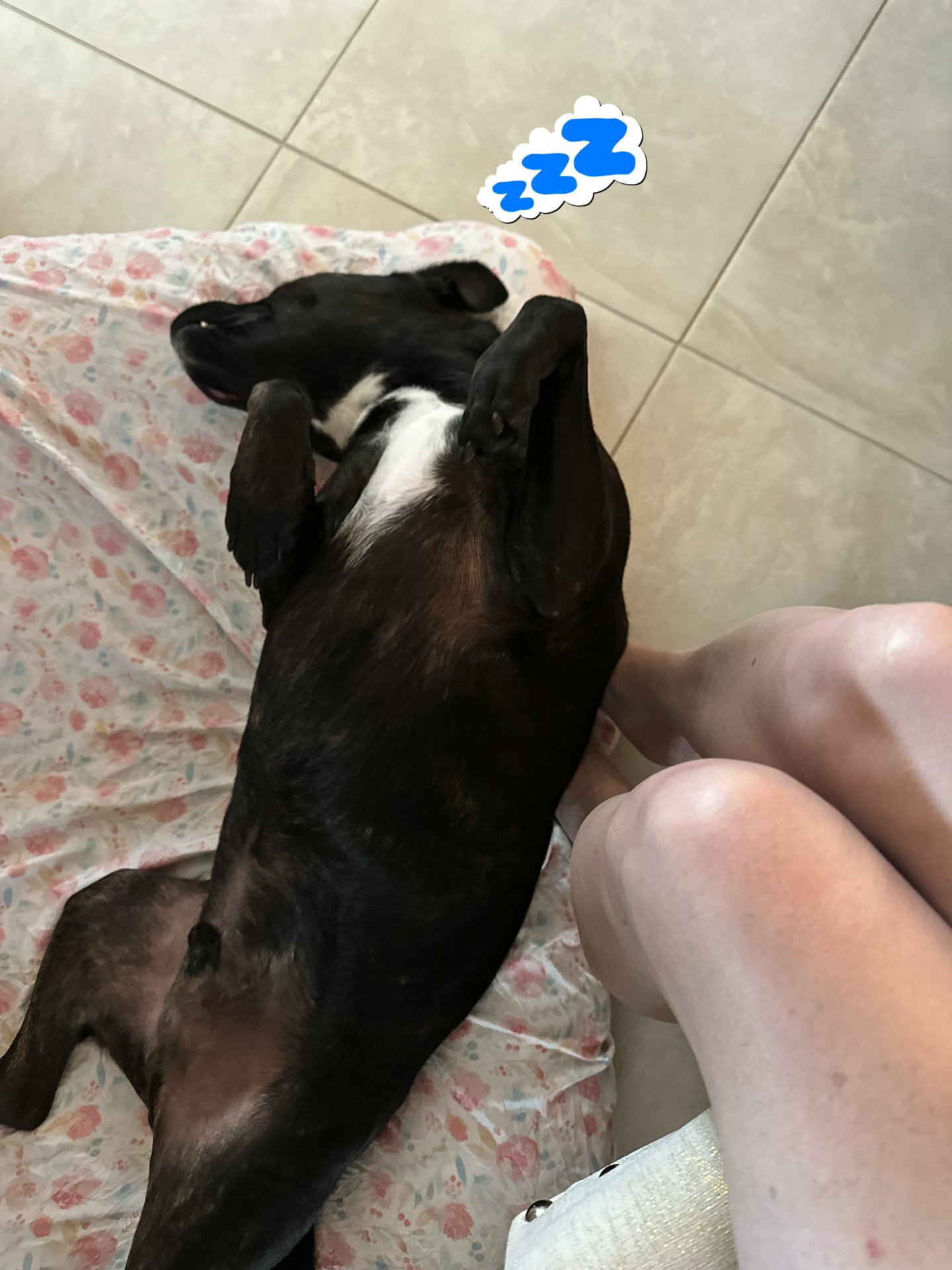 🐾 Obi’s Glow‑Up Story 🐾