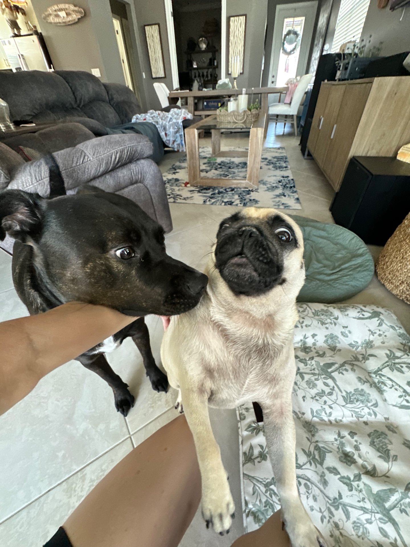 🐾 Obi’s Glow‑Up Story 🐾