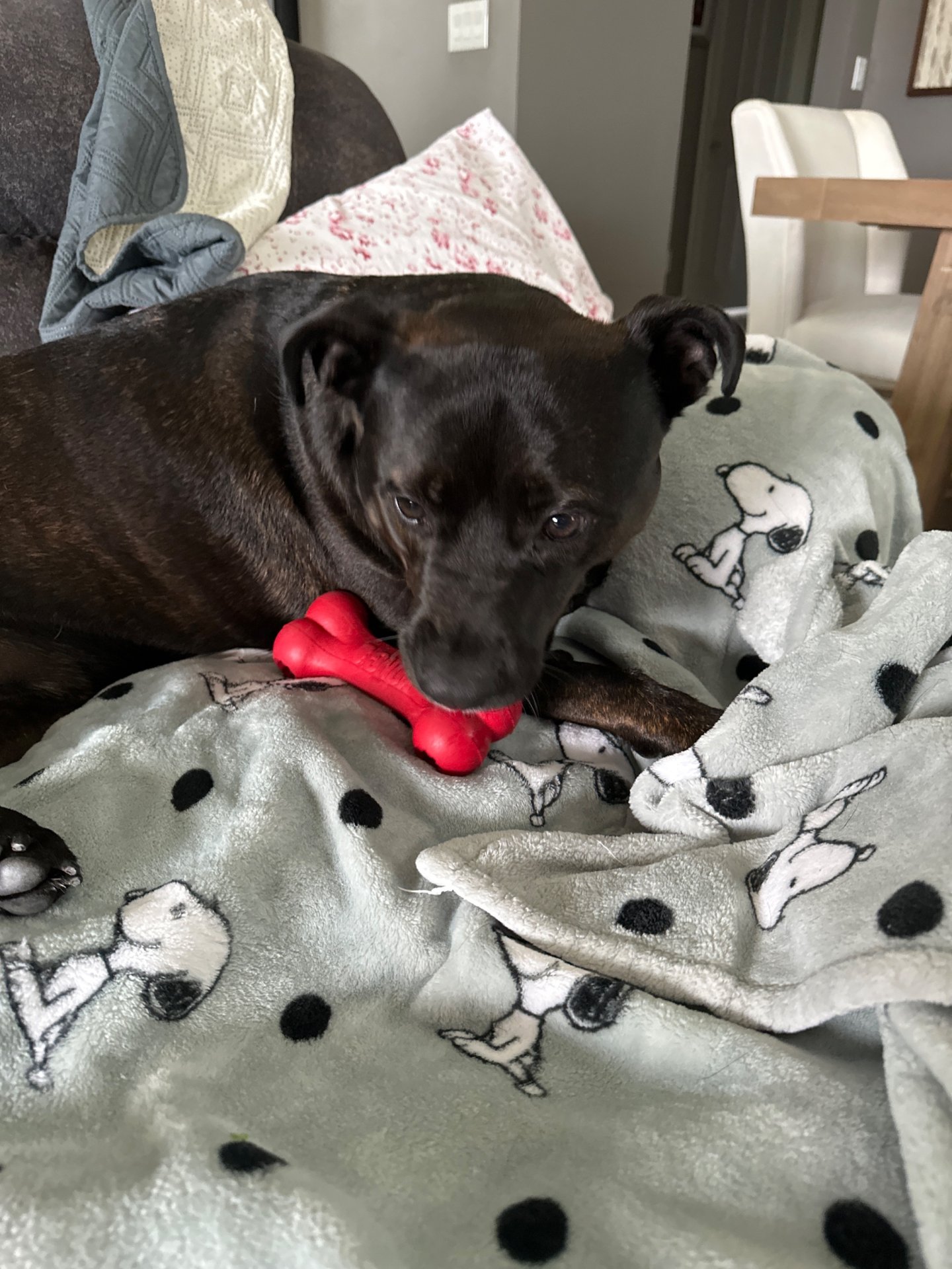 🐾 Obi’s Glow‑Up Story 🐾