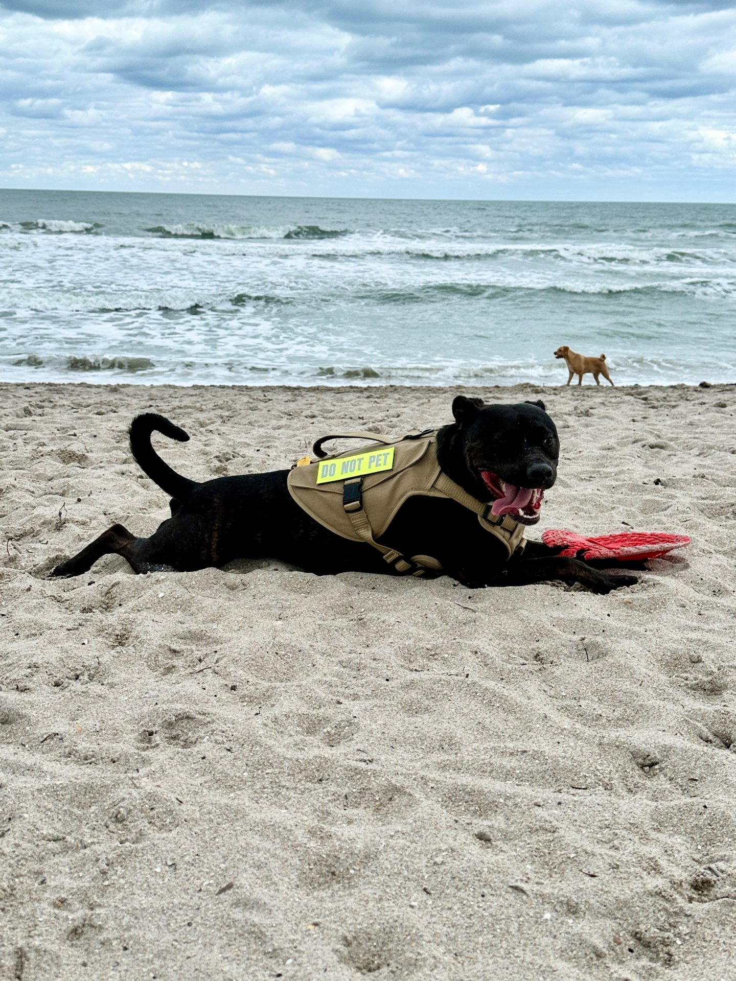 🐾 Obi’s Glow‑Up Story 🐾