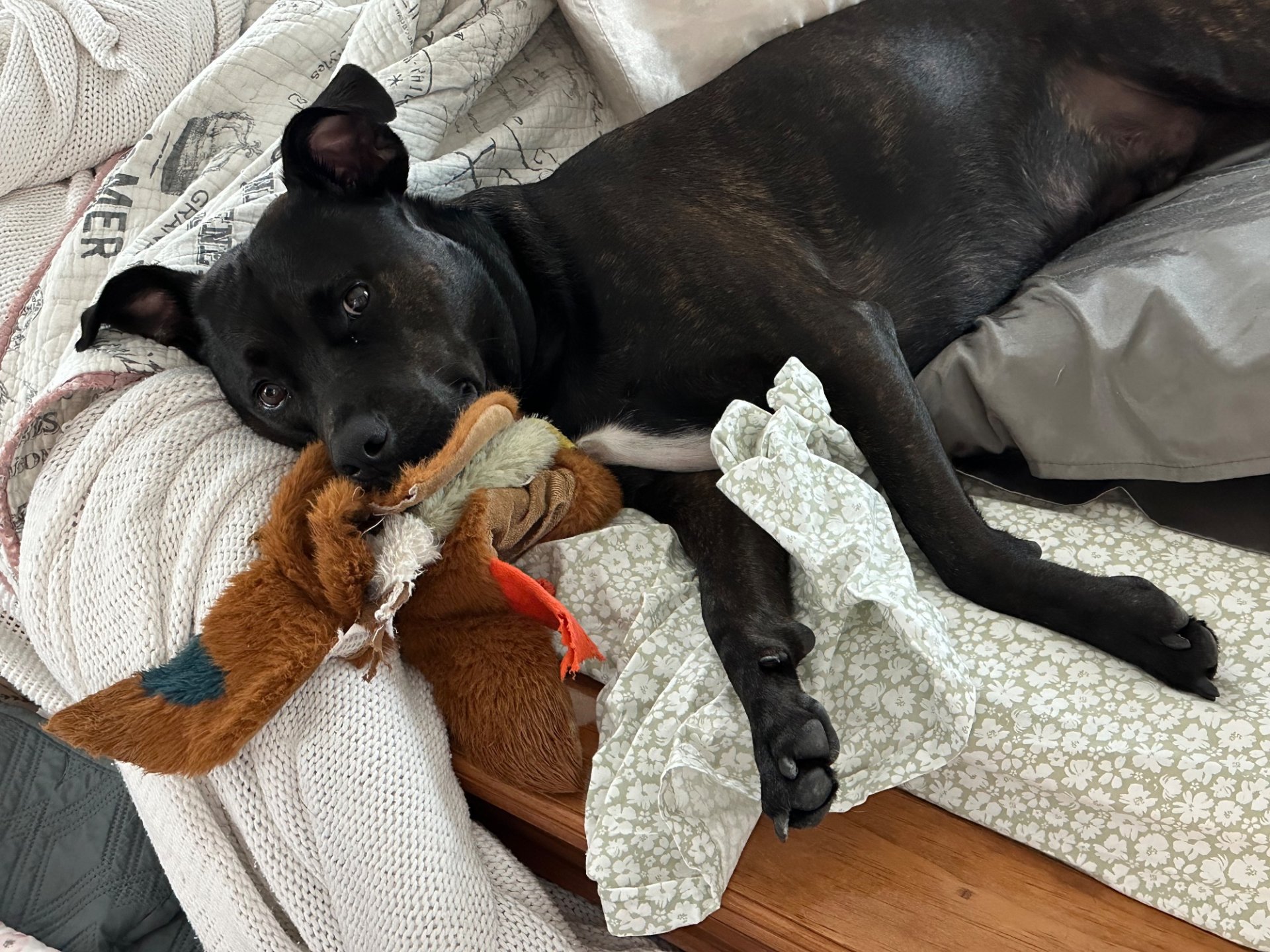 🐾 Obi’s Glow‑Up Story 🐾