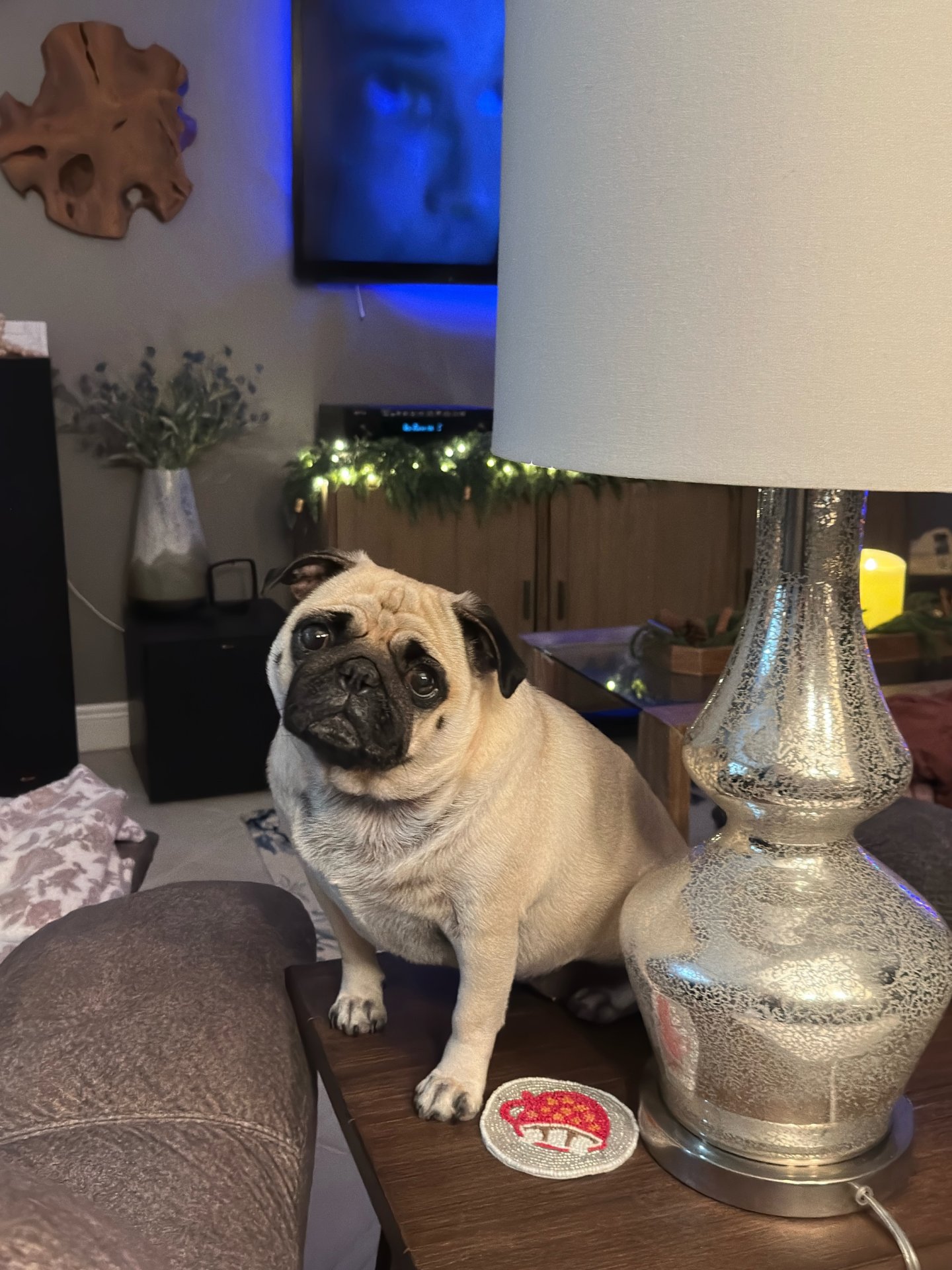 🐾 Padme’s Little Miracle Magic 🐾