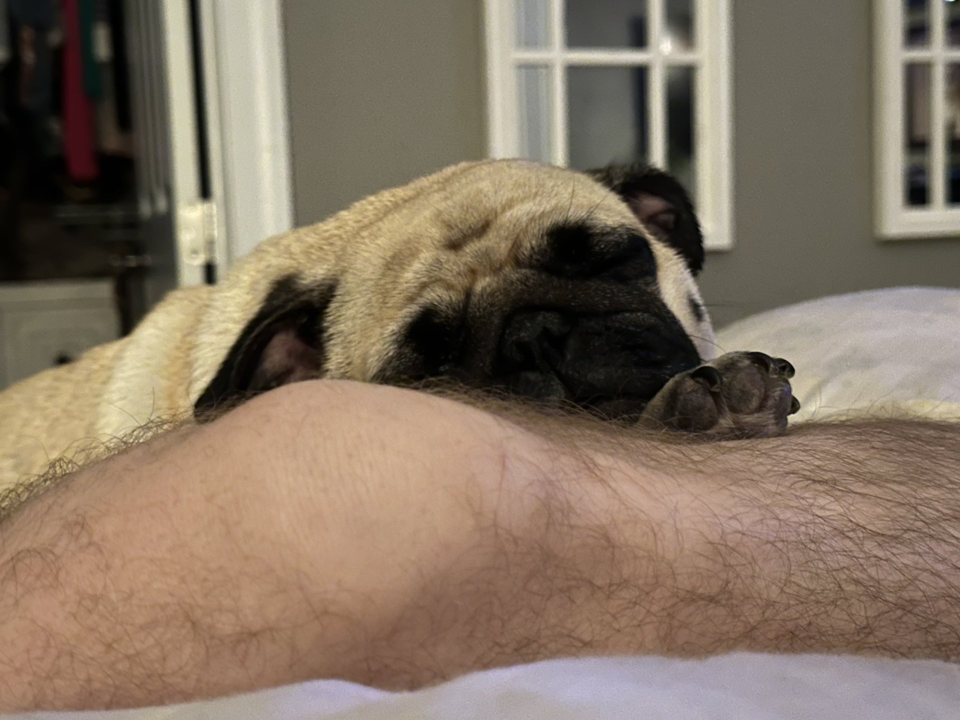 🐾 Padme’s Little Miracle Magic 🐾