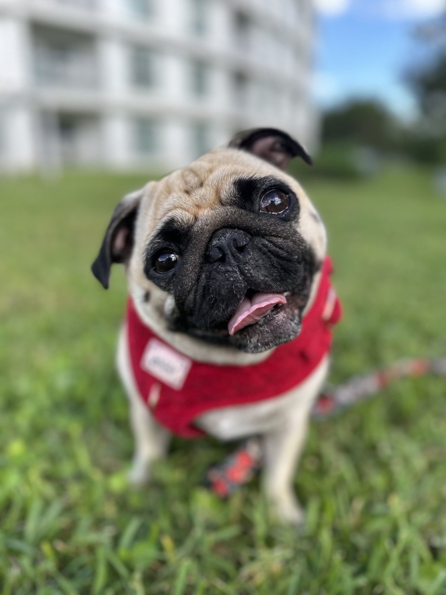 🐾 Padme’s Little Miracle Magic 🐾