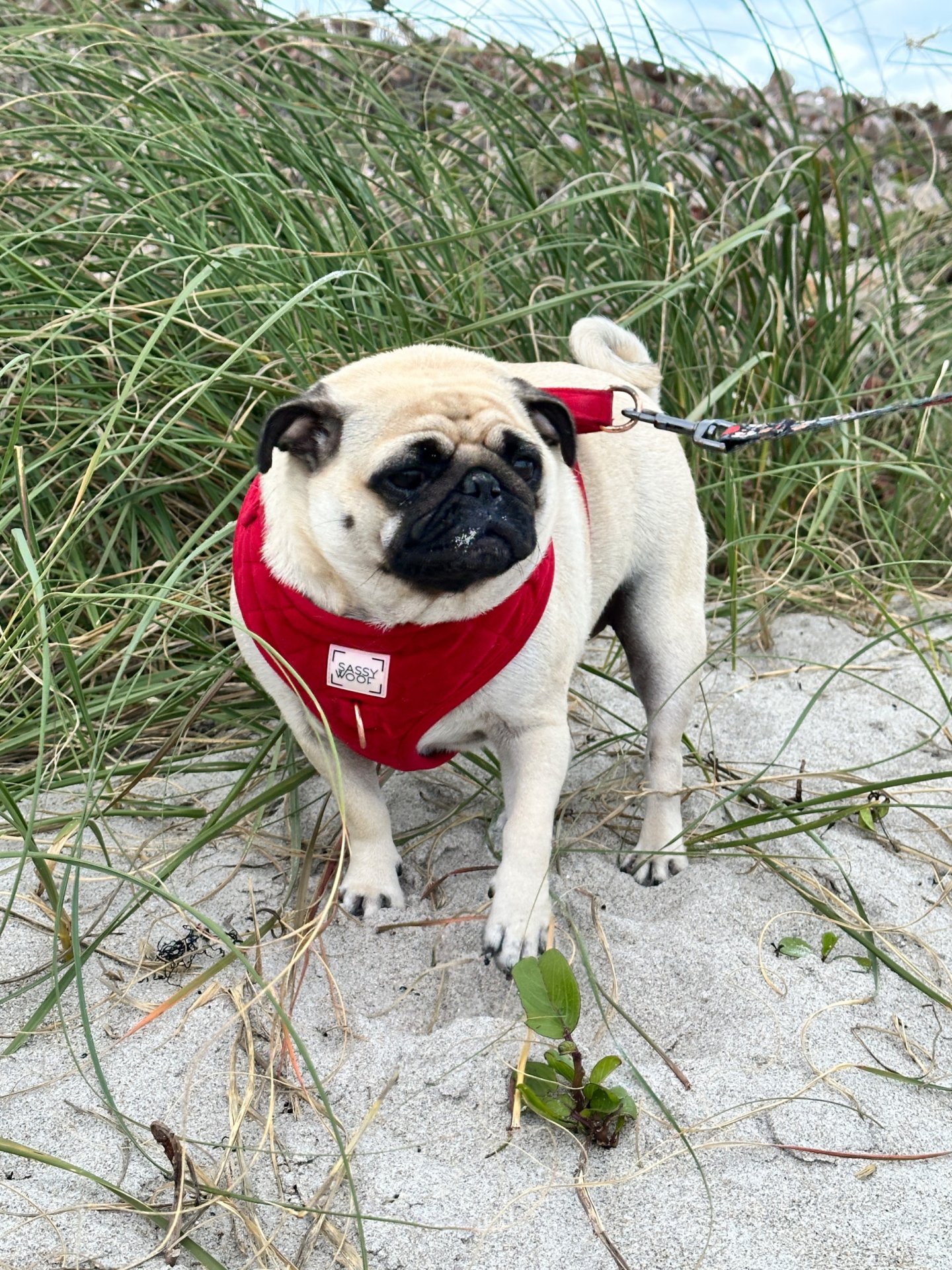 🐾 Padme’s Little Miracle Magic 🐾