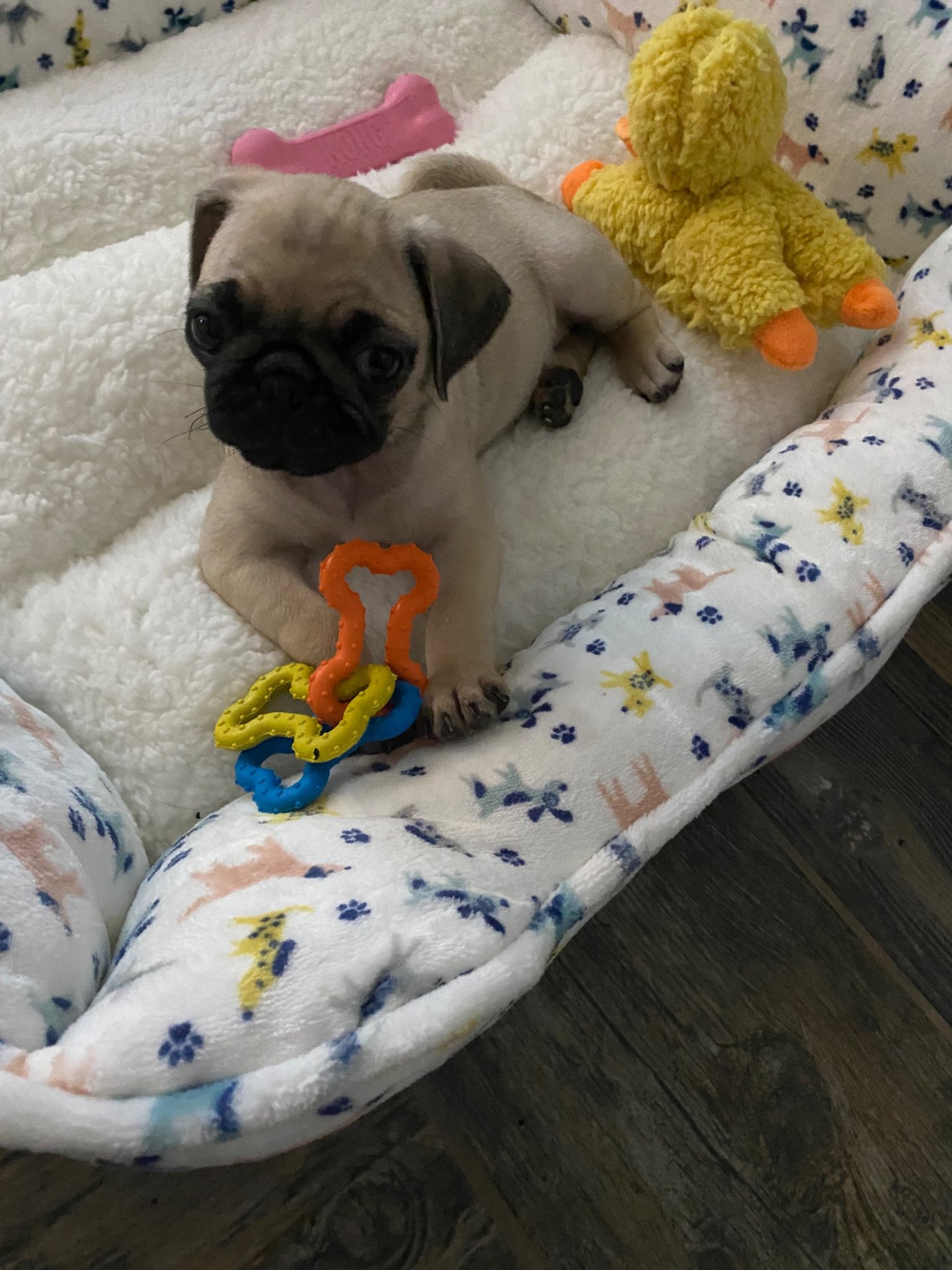 🐾 Padme’s Little Miracle Magic 🐾