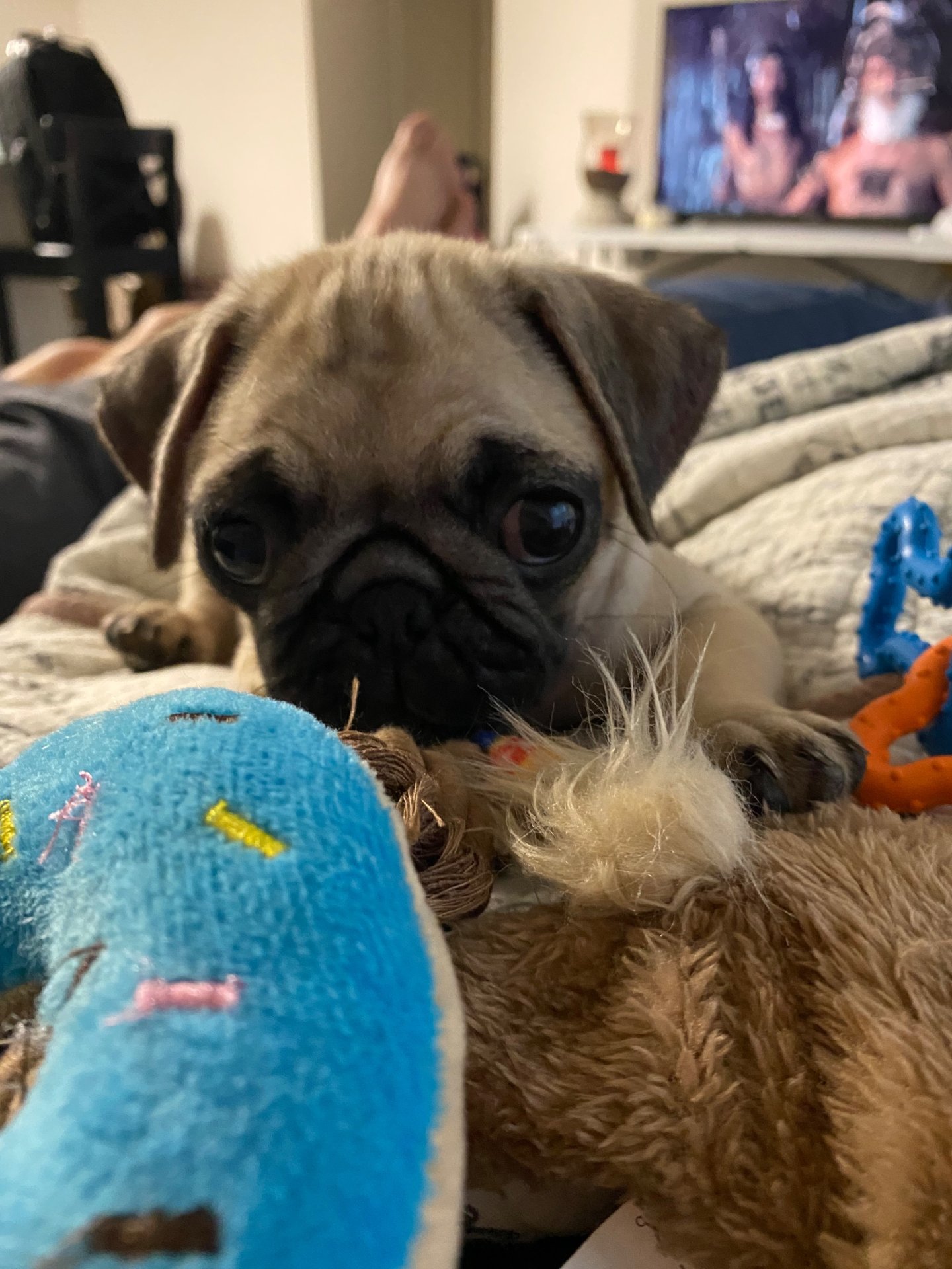 🐾 Padme’s Little Miracle Magic 🐾