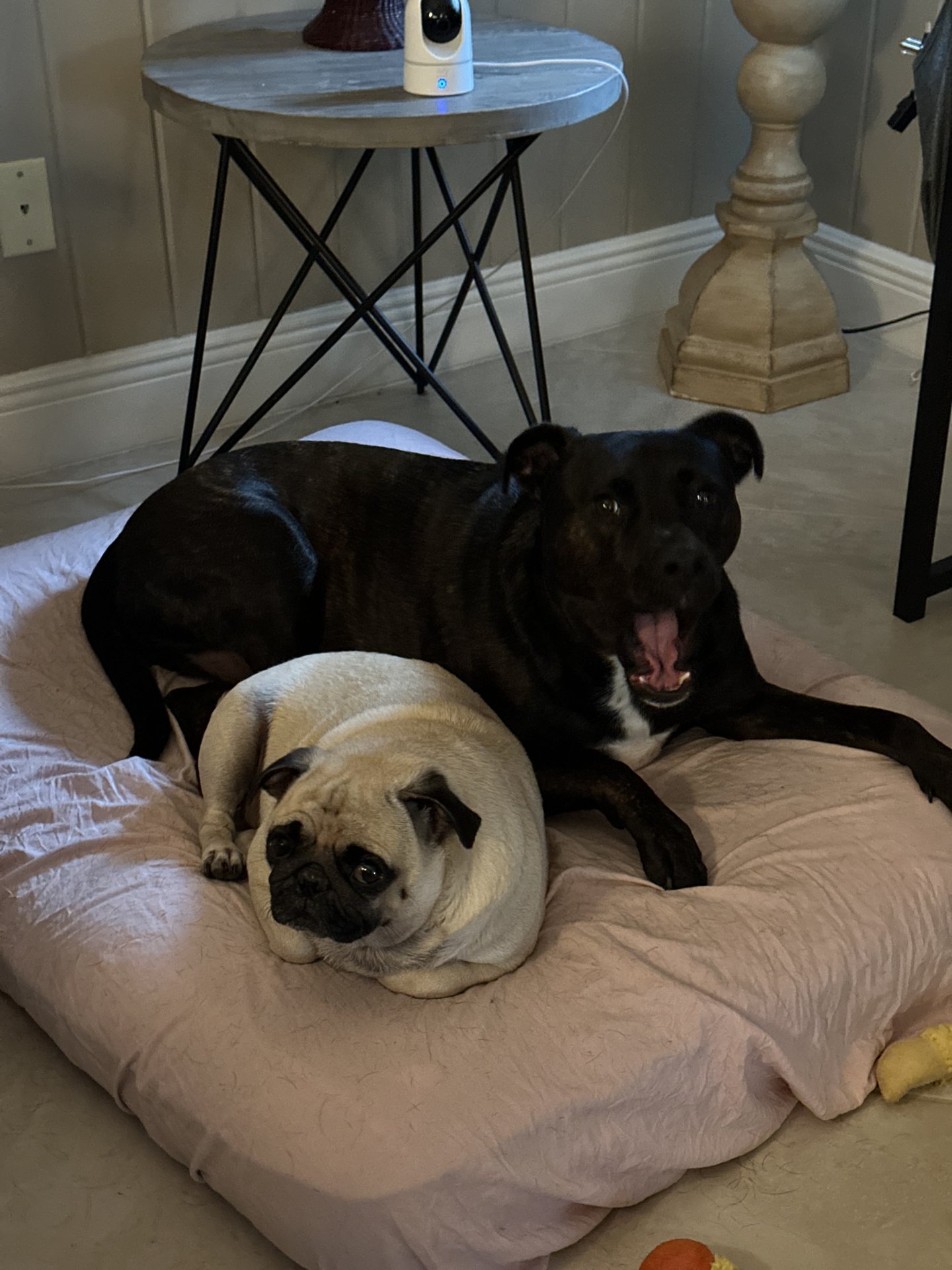 ✨ Quiet Moments with Obi & Patty ✨