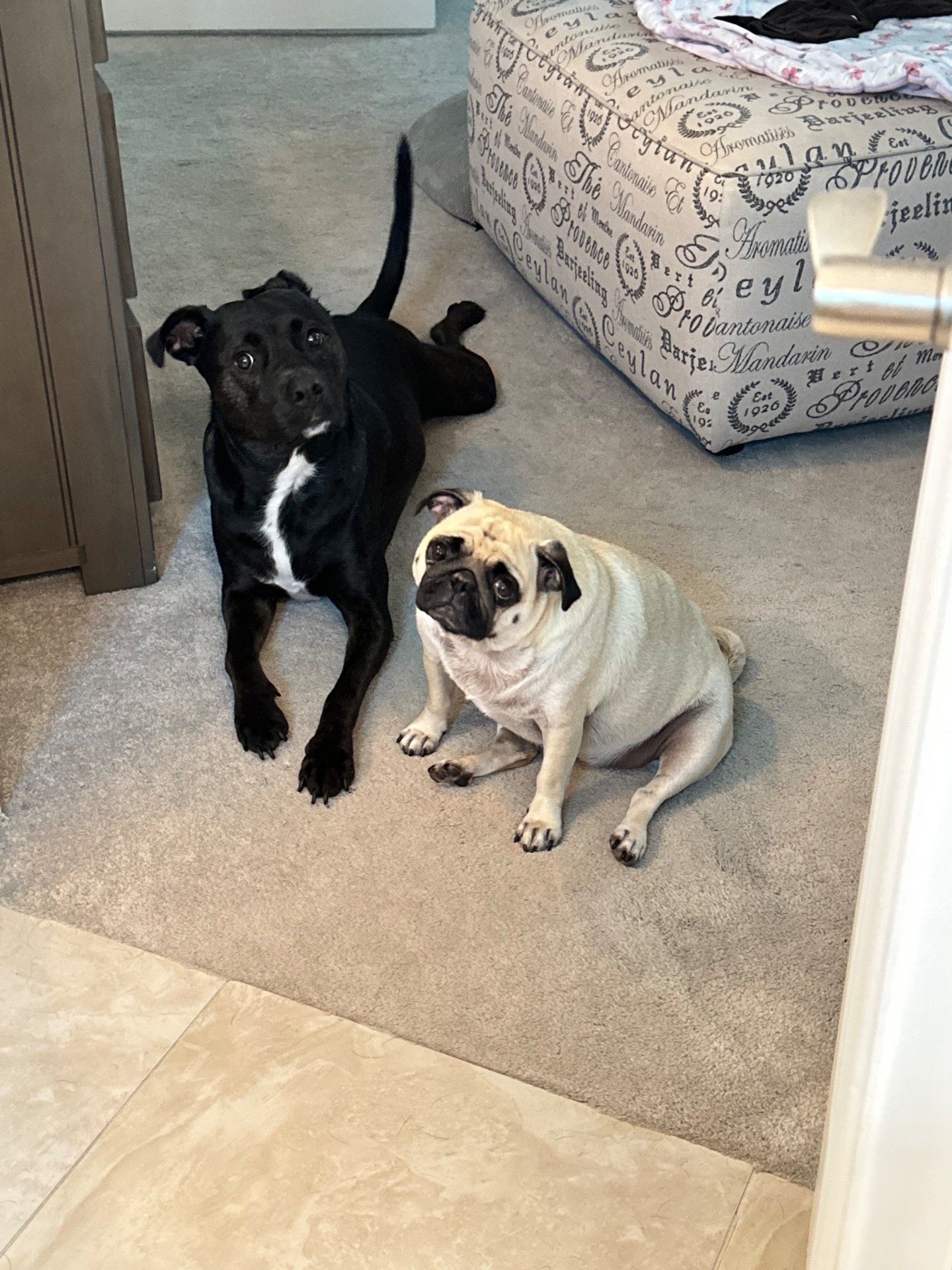 ✨ Quiet Moments with Obi & Patty ✨